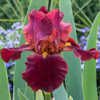 My Friend Jonathan Reblooming Bearded Iris