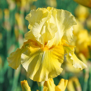 Pleasant Peasant Reblooming Bearded Iris