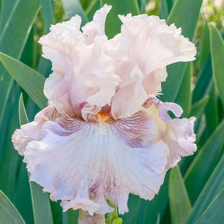 Amorous Heart Bearded Iris