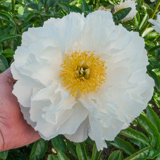 Miss America Peony