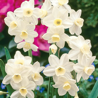 Silver Chimes Daffodil