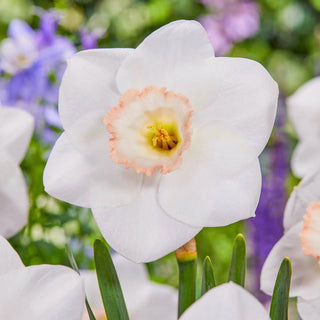 Royal China Daffodil