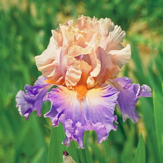 Discovered Treasure Bearded Iris