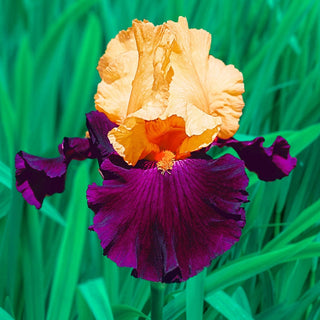 Idol Bearded Iris