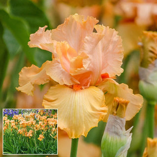 Autumn Riesling Bearded Iris