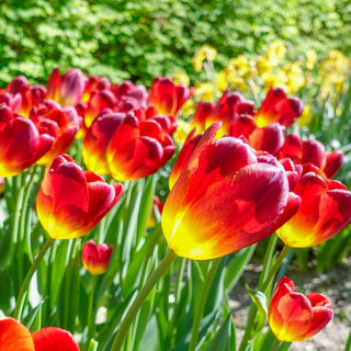 Amber Glow Tulip