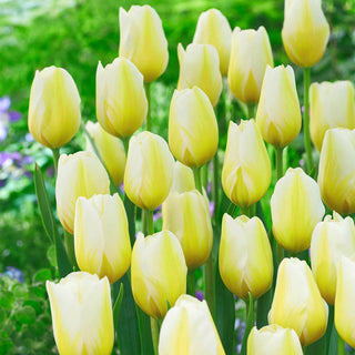 Lemon Chiffon Tulip