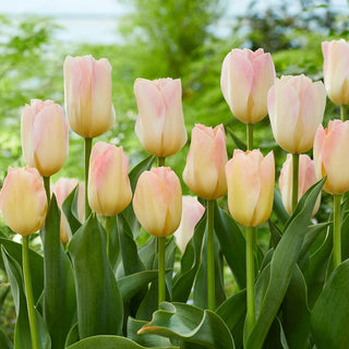 Canary Melon Tulip