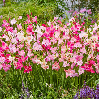 Cherry Blossom Hardy Gladiolus Mixture