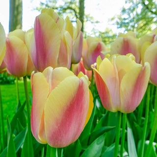 Coral Pride Tulip