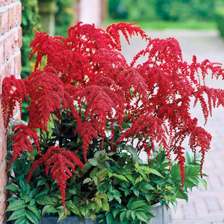 Red Charm Astilbe