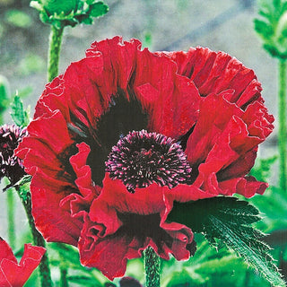 Harlem Oriental Poppy