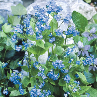 Siberian Bugloss