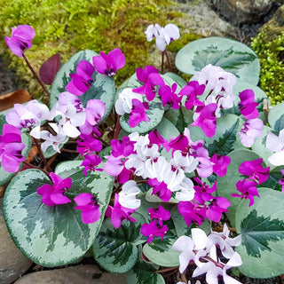 Christmas Tree Pattern Hardy Winter Blooming Cyclamen