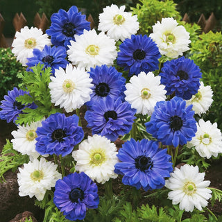 Blue White Double Daisy Anemone Mixture 