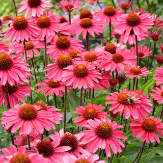 Sensation Pink Coneflower