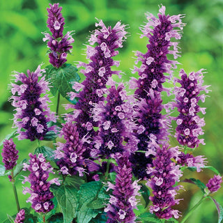 Anise Hyssop Black Adder