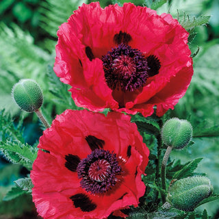 Oriental Poppy Watermelon