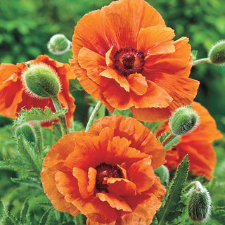 Oriental Poppy Harvest Moon