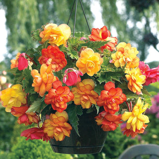 Golden Balcony Hanging Basket Begonia