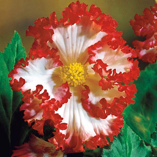 Crispa Marginata Begonia White Red