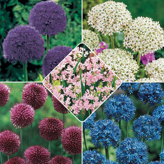 Carefree Allium Collection 68965