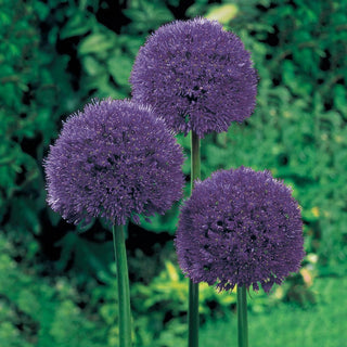 Carefree Allium Collection 68965