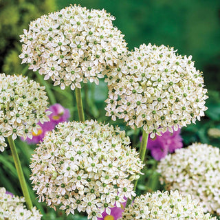 Carefree Allium Collection 68965