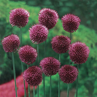 Carefree Allium Collection 68965