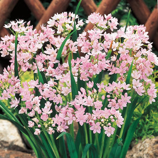 Carefree Allium Collection 68965