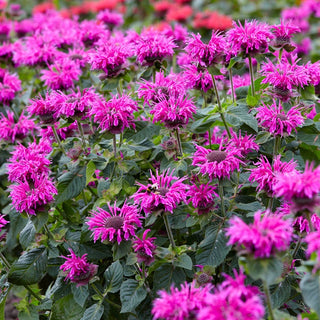 Bee Free Bee Balm