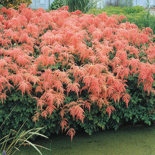 Straussenfeder Astilbe