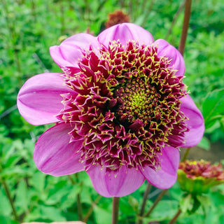 Dads Favourite Dahlia