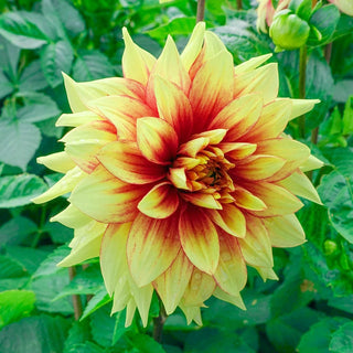 Dazzling Sun Dahlia