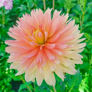 Felida Solar Flare Dahlia