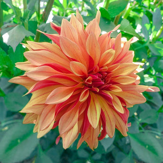 French Cancan Dahlia