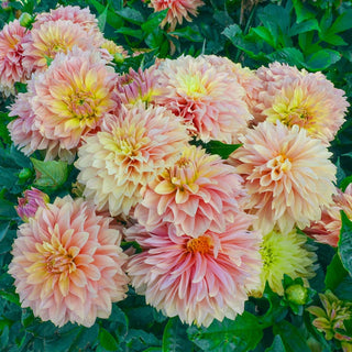 Garden Desire Dahlia