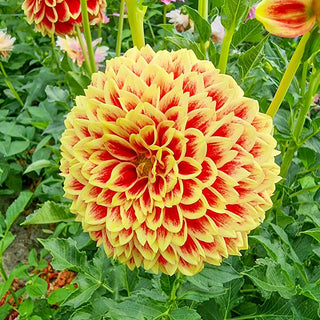 Jowey Hubert Dahlia