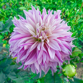 Labyrinth Twotone Dahlia