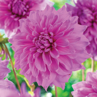 Lavender Perfection Dahlia