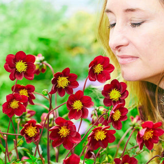 Mexican Star Dahlia