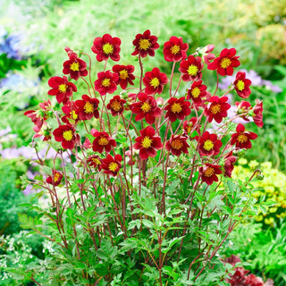 Mexican Star Dahlia