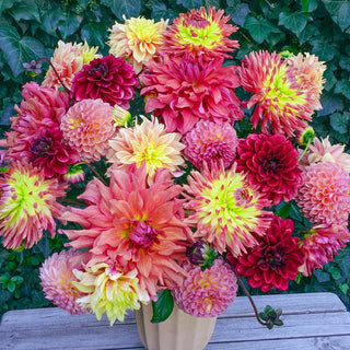 Midsummer Melody Dahlia Mixture