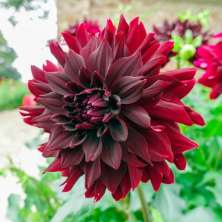 Rip City Dahlia