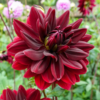 Sam Hopkins Dahlia