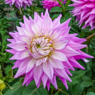 Sir Alf Ramsey Dahlia