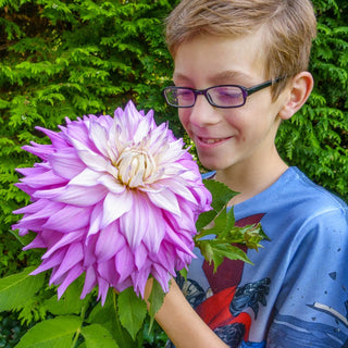 Sir Alf Ramsey Dahlia