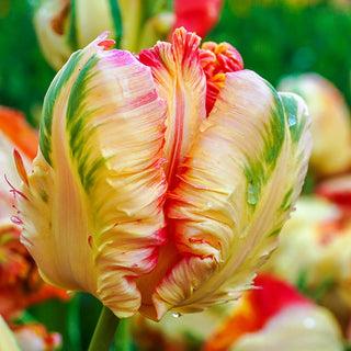 Apricot Parrot Tulip