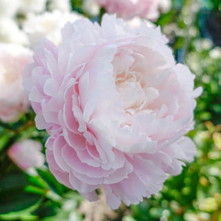 Moon River Peony