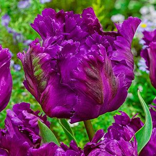 Negrita Parrot Tulip